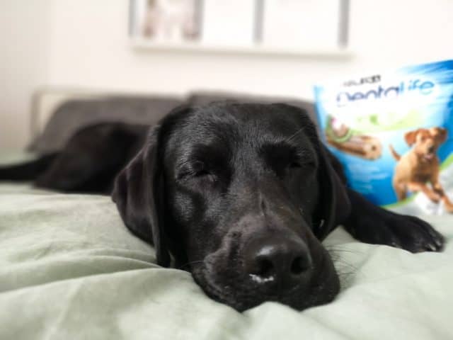 morgenroutine-mit-hund-im-homeoffice-home-office-hunde-tipps-routine-morgen