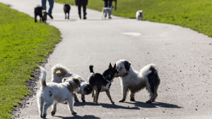 vorurteile_kleine_Hunde_im_park