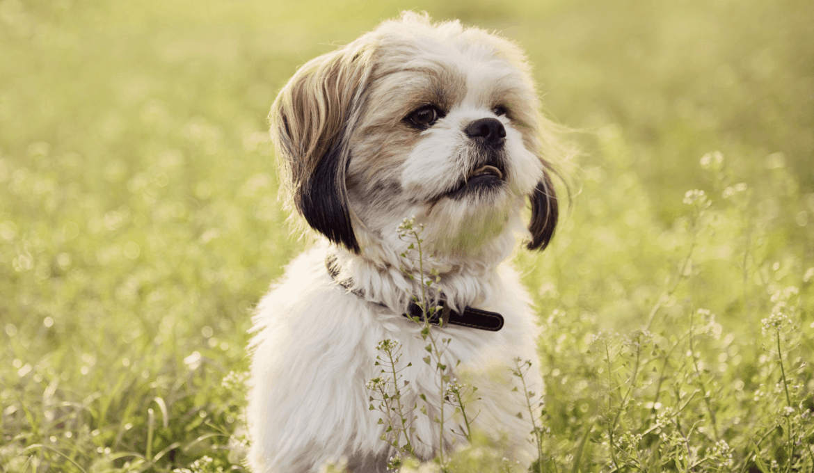 vorteile_von_kleinen_hunden_hund_im_gras