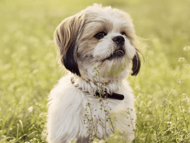 vorteile_von_kleinen_hunden_hund_im_gras