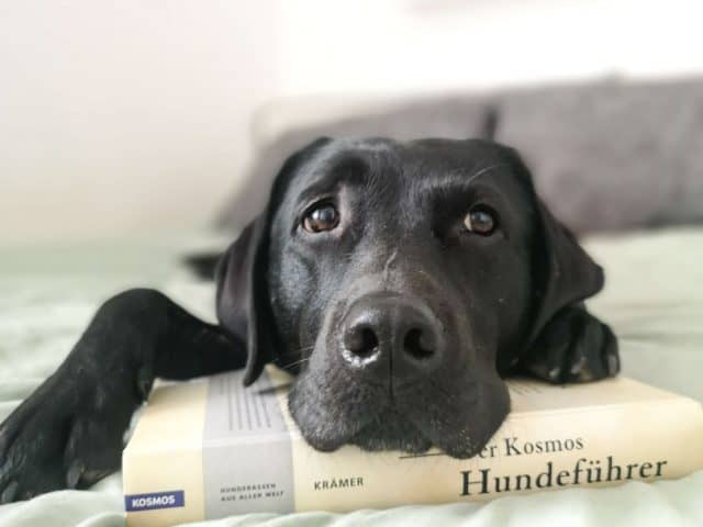 kosmos-hundefuehrer-welcher-hund-passt-zu-mir