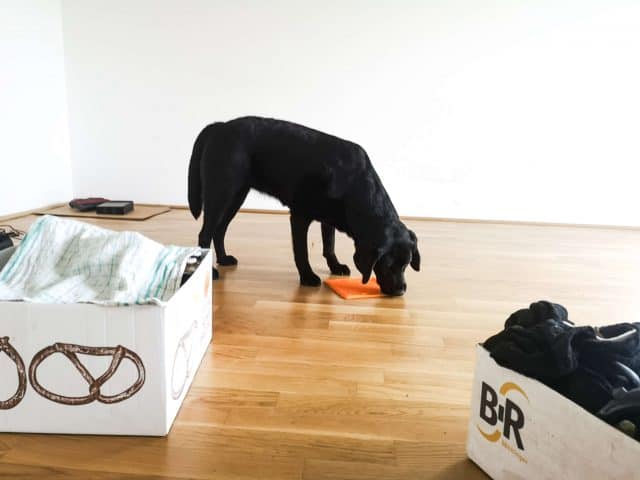 umzug-mit-hund-hilfe-tipps-siedeln
