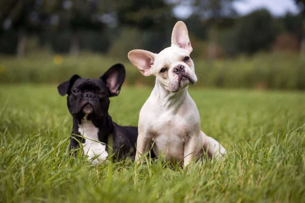 tiere 10