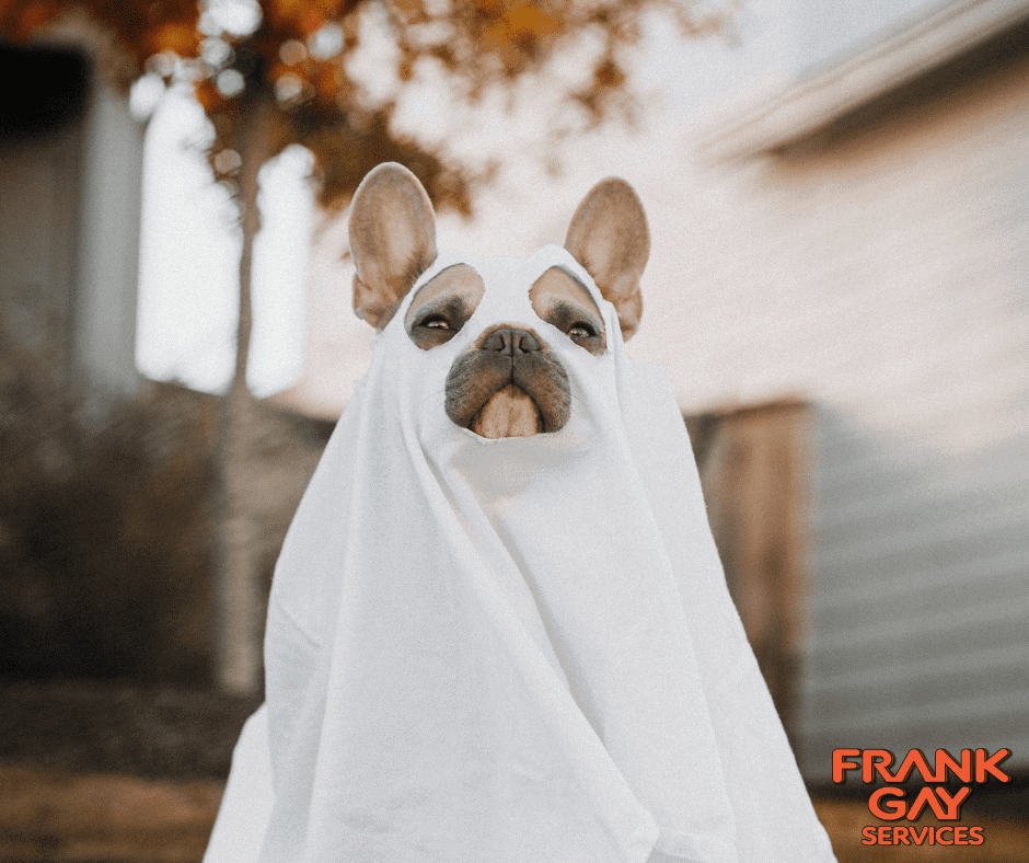 A dog with a white sheet draped over it, complete with cutouts for ears and eyes, playfully mimics a ghost, as if ready to haunt any plumbing problems or search for ghosts in the pipes.
