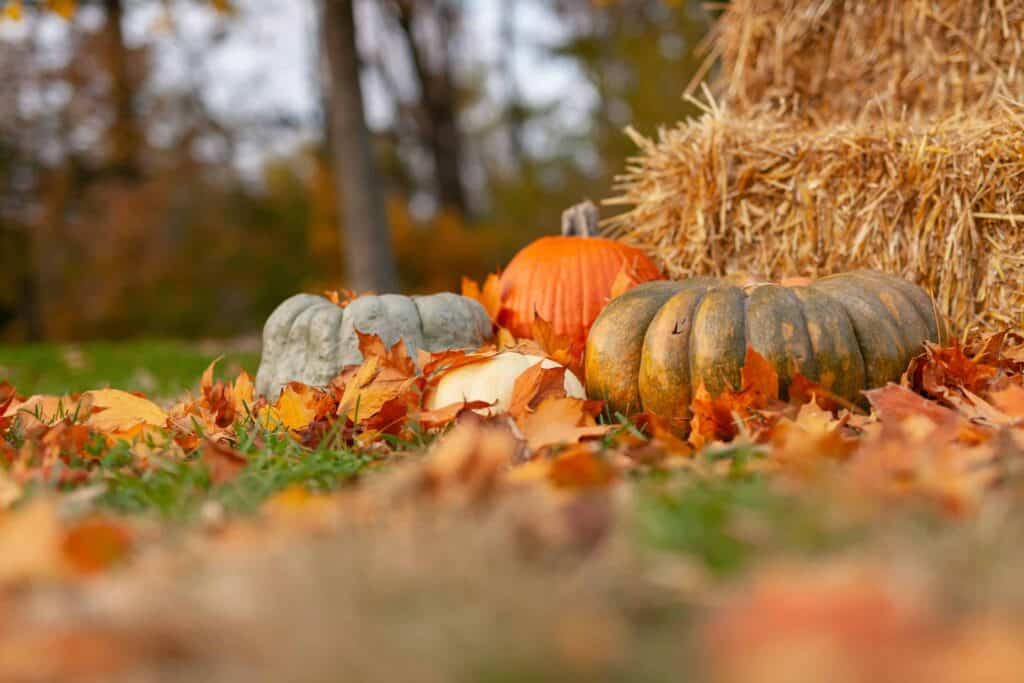 Pumpkins and hay bales, nestled among fallen autumn leaves, create a picturesque outdoor setting perfect for a cost-saving Thanksgiving celebration.