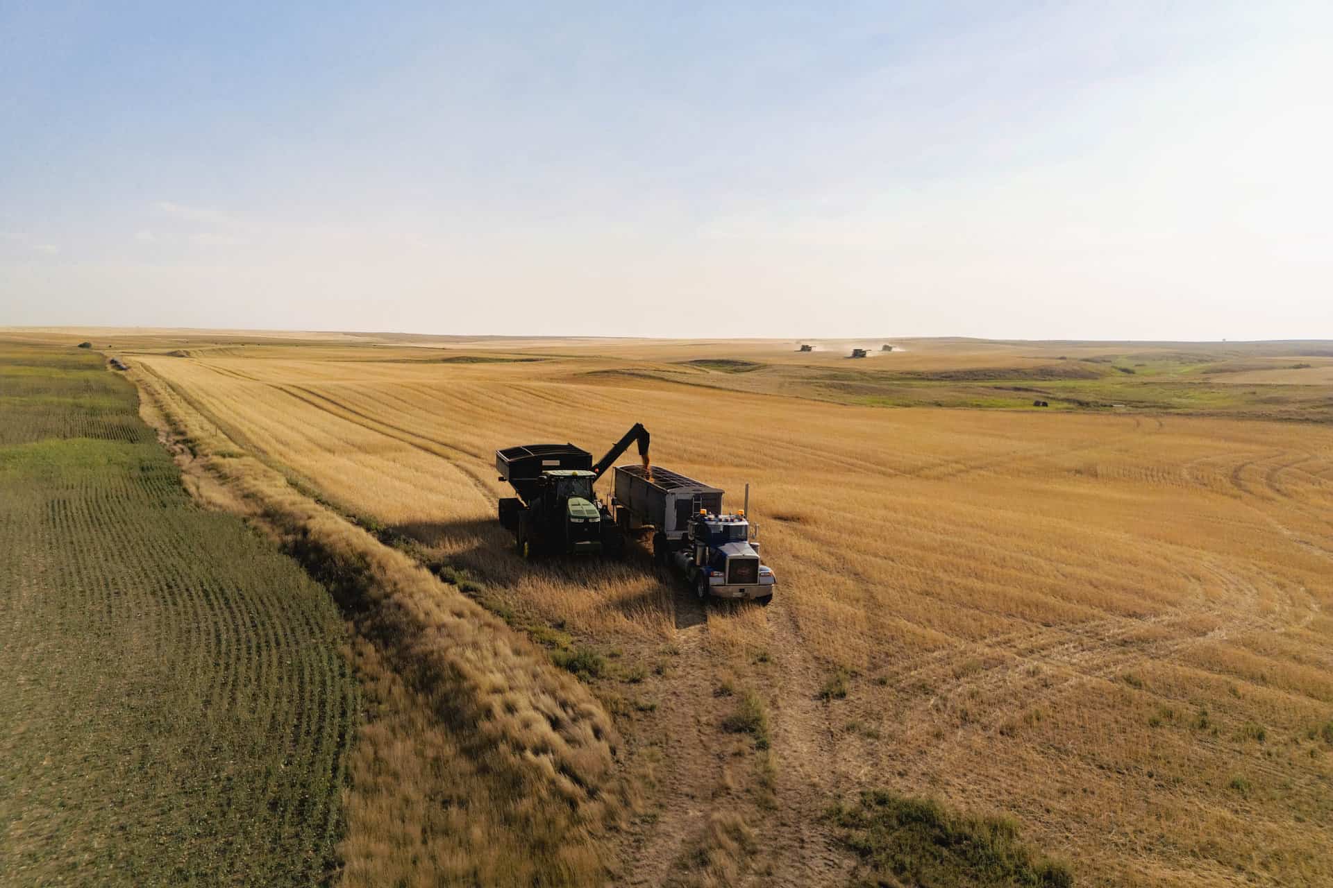 A green John Deere tractor pulls a grain cart through a field of harvested Grasslands Canadian Khorasan under a clear sky, with a combine harvester working in the distance.