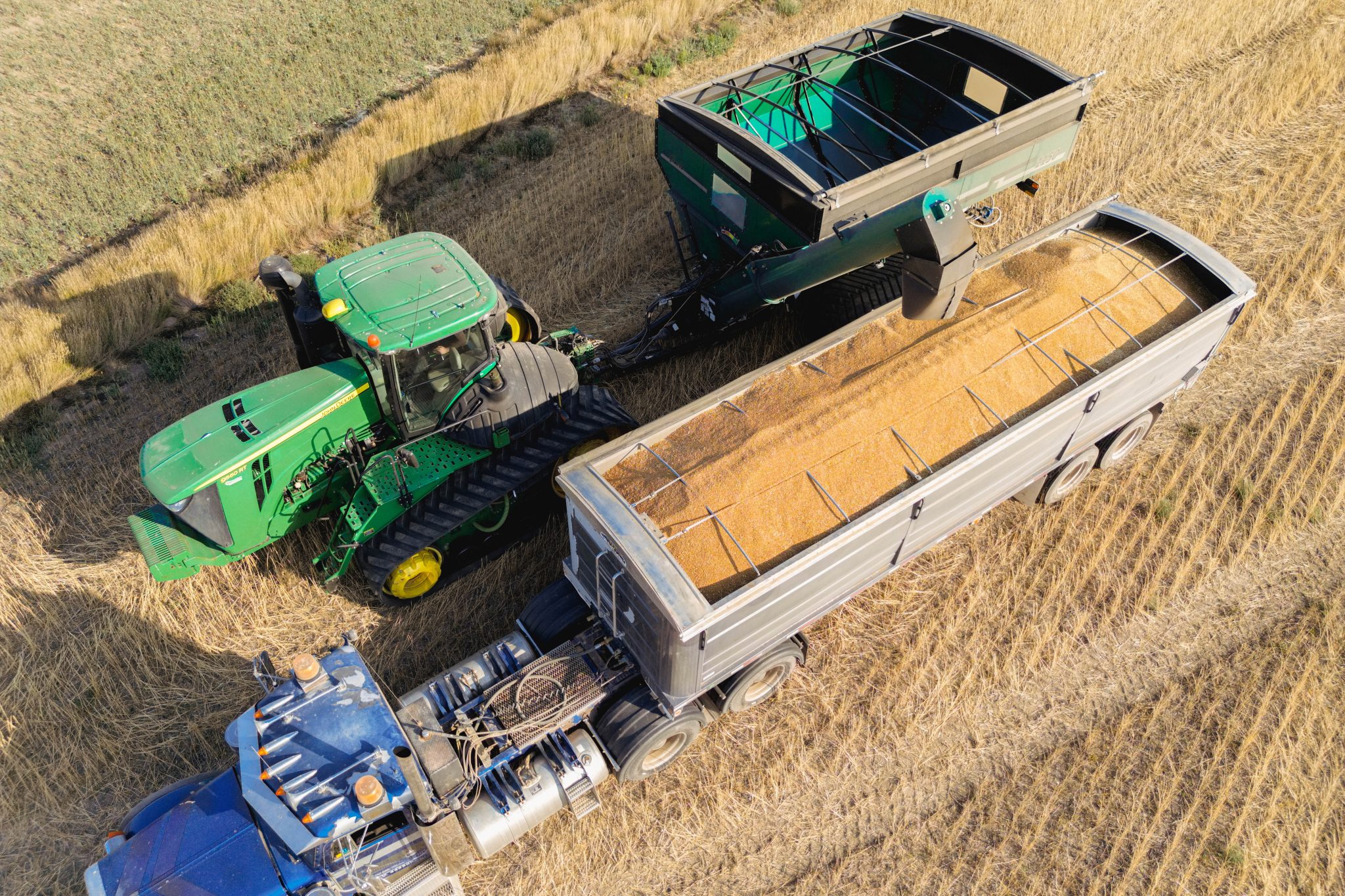 Aerial view of a green tractor with a grain cart unloading freshly harvested Grasslands Canadian Khorasan into a silver transport truck on a golden field during harvest.