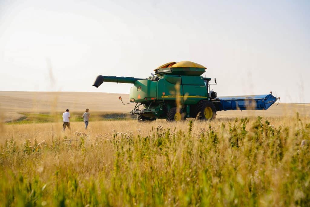 Two people walk through a field of mature Grasslands Canadian Khorasan toward a large green John Deere combine harvester under a clear sky, with golden prairie fields stretching into the background.