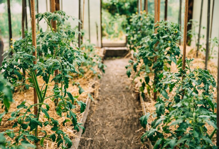 Companion planting for tomatoes