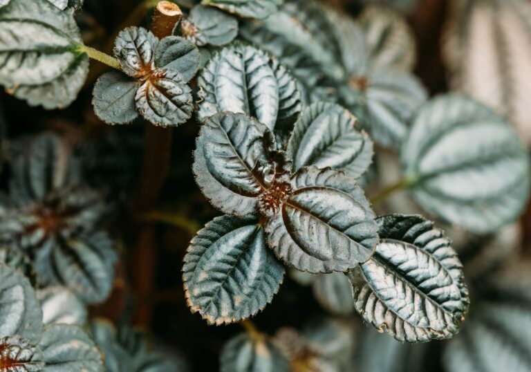 Pilea involucrata