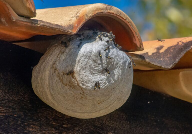 Diy Wasp Nest Removal: A Free Comprehensive Guide 1 Diy wasp nest removal