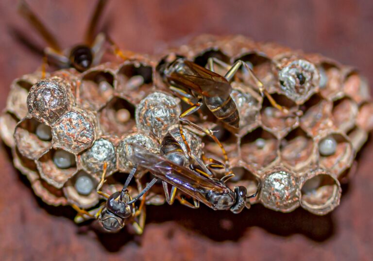 Paper wasp problems