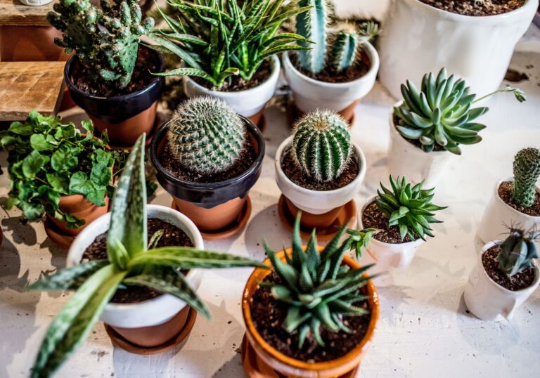 How to plant succulents indoors