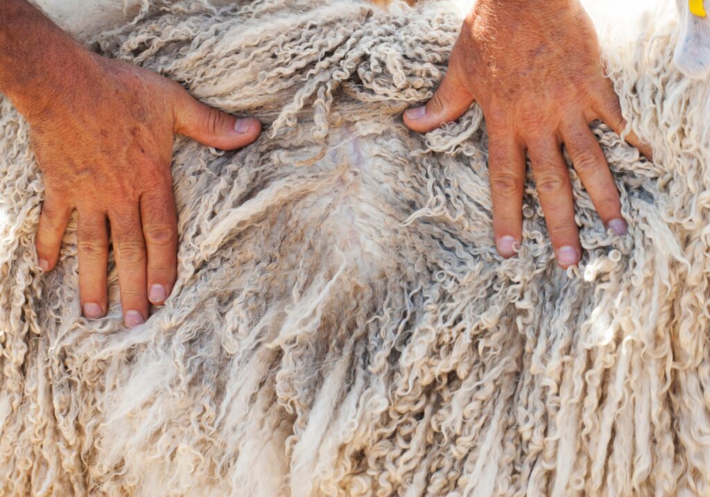 Angora goat on rms-certified farm where is mohair ethical standards are enforced during shearing