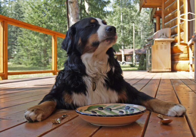 Homemade probiotics for dogs