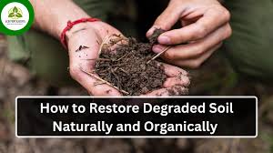 Organic soil restoration guide