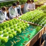 Sustainable aquaponics