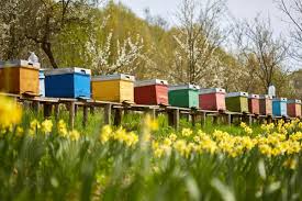Organic beekeeping: everything worth knowing to boost pollination