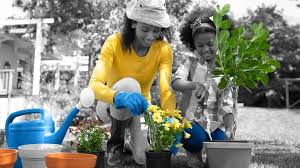 Minimalist home gardening