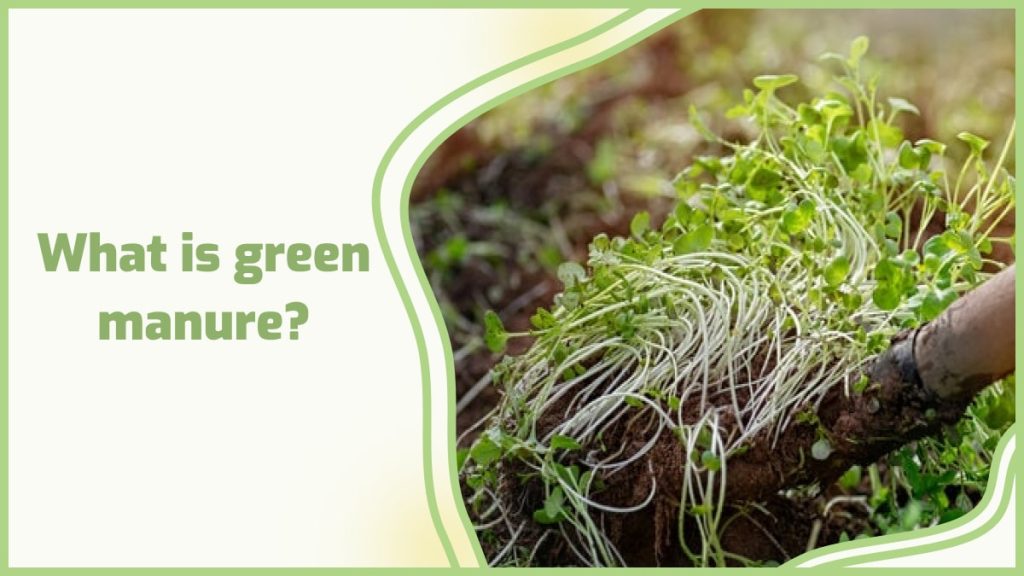 Organic green manure crops: important things you need to know