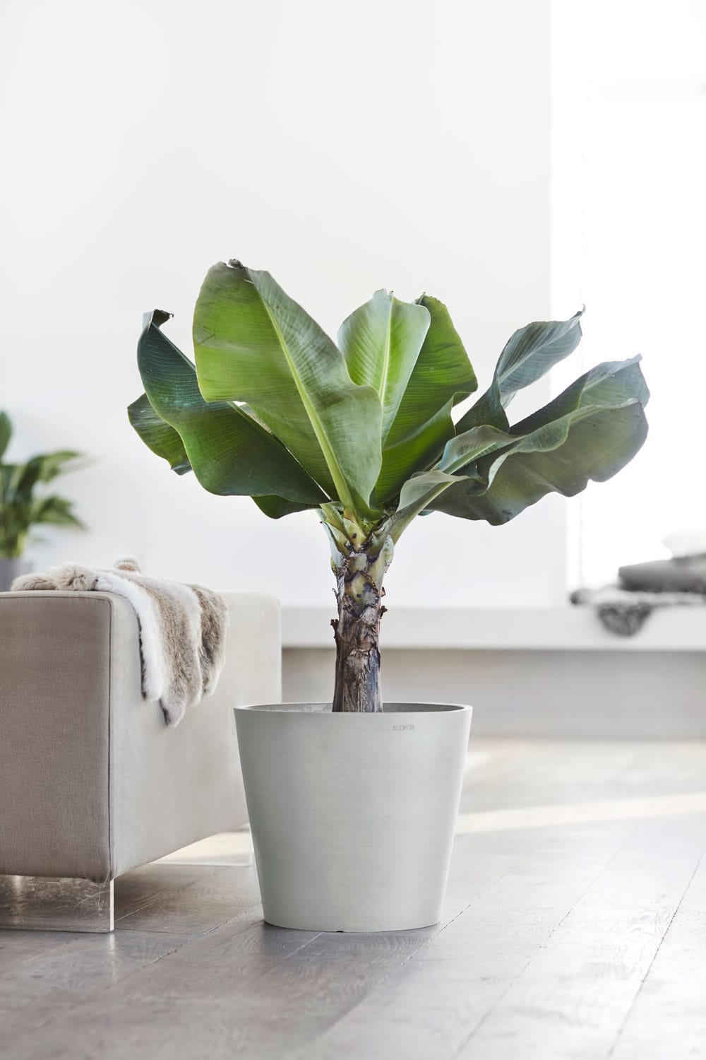 Potte Amsterdam i White Grey fra Ecopots
