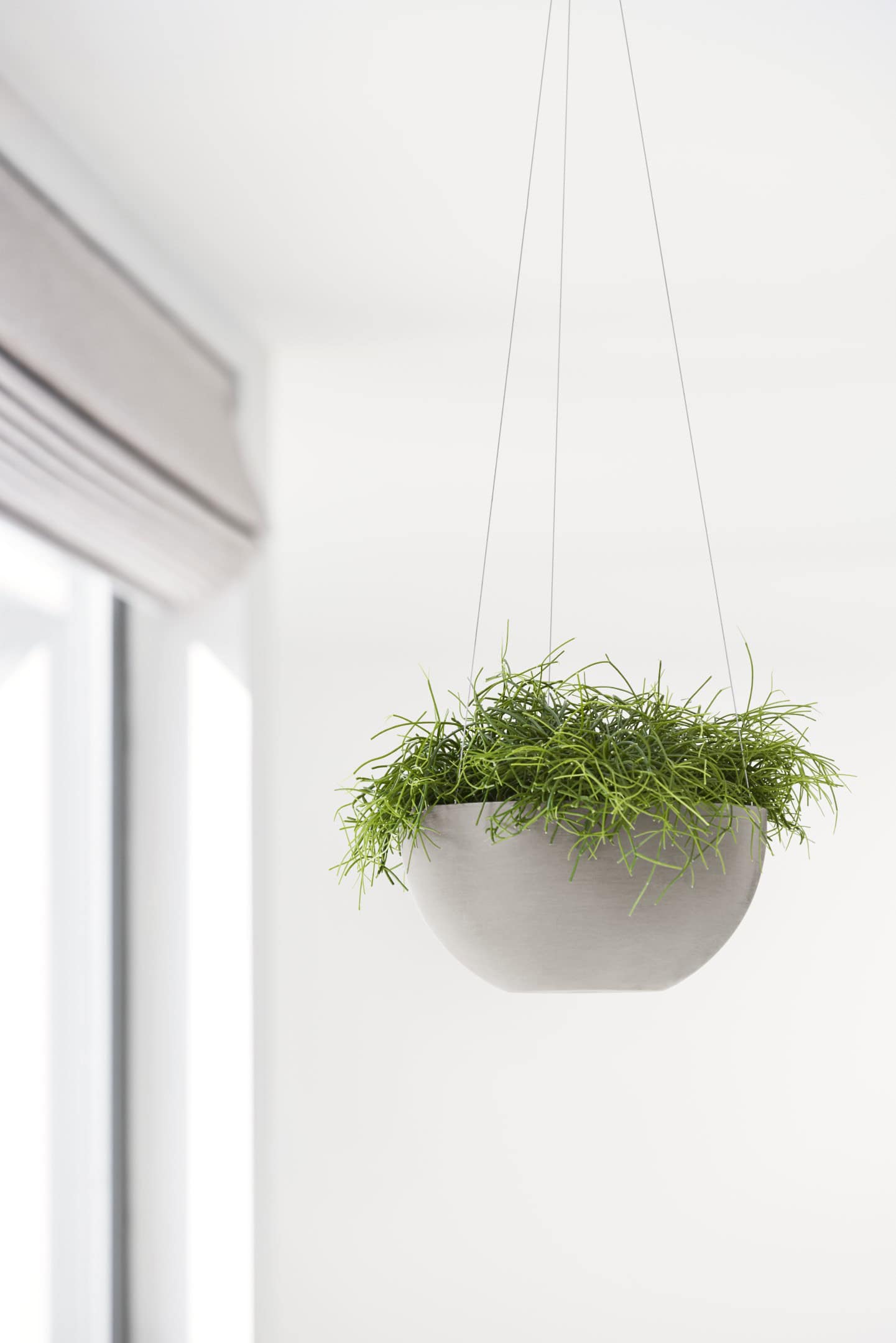 Hengende potte med grønn plante