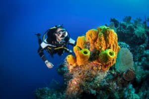 Plongée sous-marine en Guadeloupe – récifs coralliens, poissons tropicaux et eaux cristallines