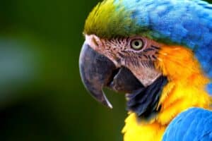 Faune et flore de Guadeloupe – oiseaux tropicaux, végétation luxuriante et nature sauvage