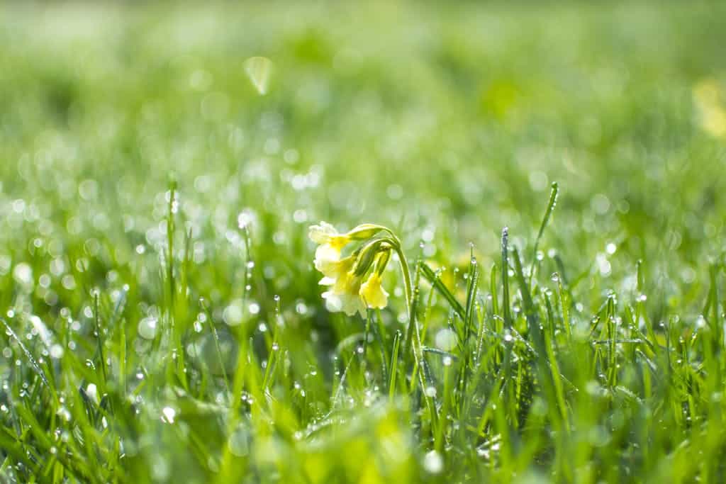 Beautiful primrose flower surrounded by fresh dew-covered grass in a spring scene.
