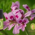 МАСЛО ОТ ГЕРАНИУМ – СЛАДКОТО ДЪХАВО МУШКАТО