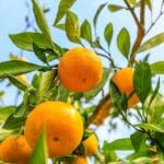 ЕТЕРИЧНО МАСЛО ОТ ПОРТОКАЛ – ПОЛЗИ И УПОТРЕБА
