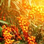 МАСЛО ОТ ОБЛЕПИХА – 5 ПОЛЗИ ЗА КОЖАТА
