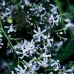 МАСЛО ОТ НИЙМ - ПОЛЗИ И ПРИЛОЖЕНИЯ