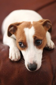 sad-little-jack-russel-terrier-dog-xs