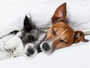 Your blog readers can be loyal as dogs