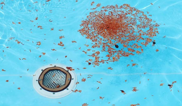 Leaves floating in a swimming pool near a drain.