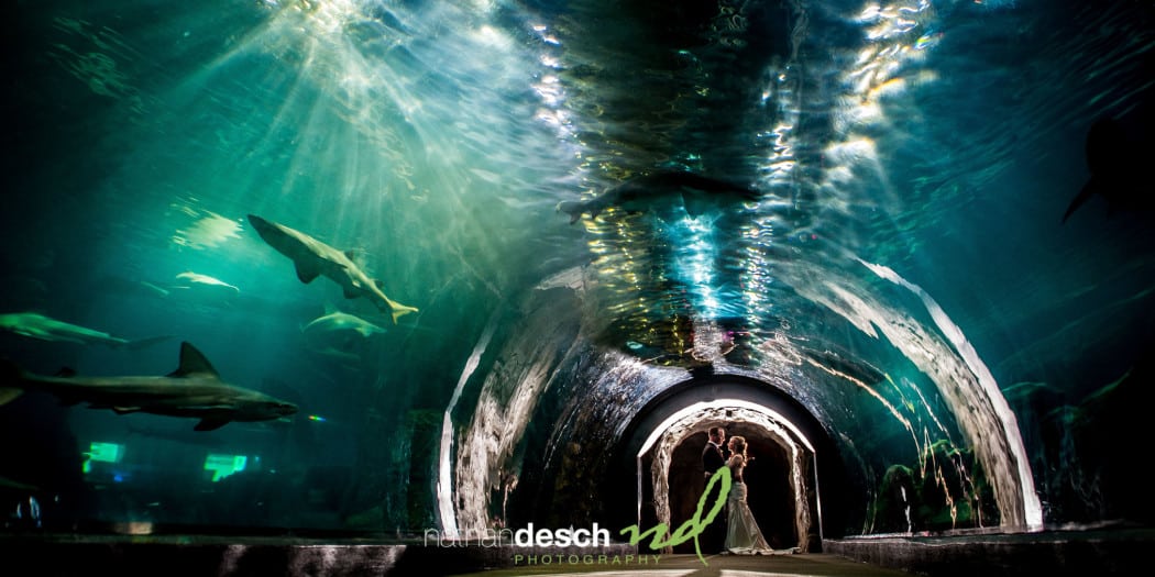 Adventure Aquarium Wedding Pictures by Best Philadelphia Wedding Photographer  Nathan Desch Photography