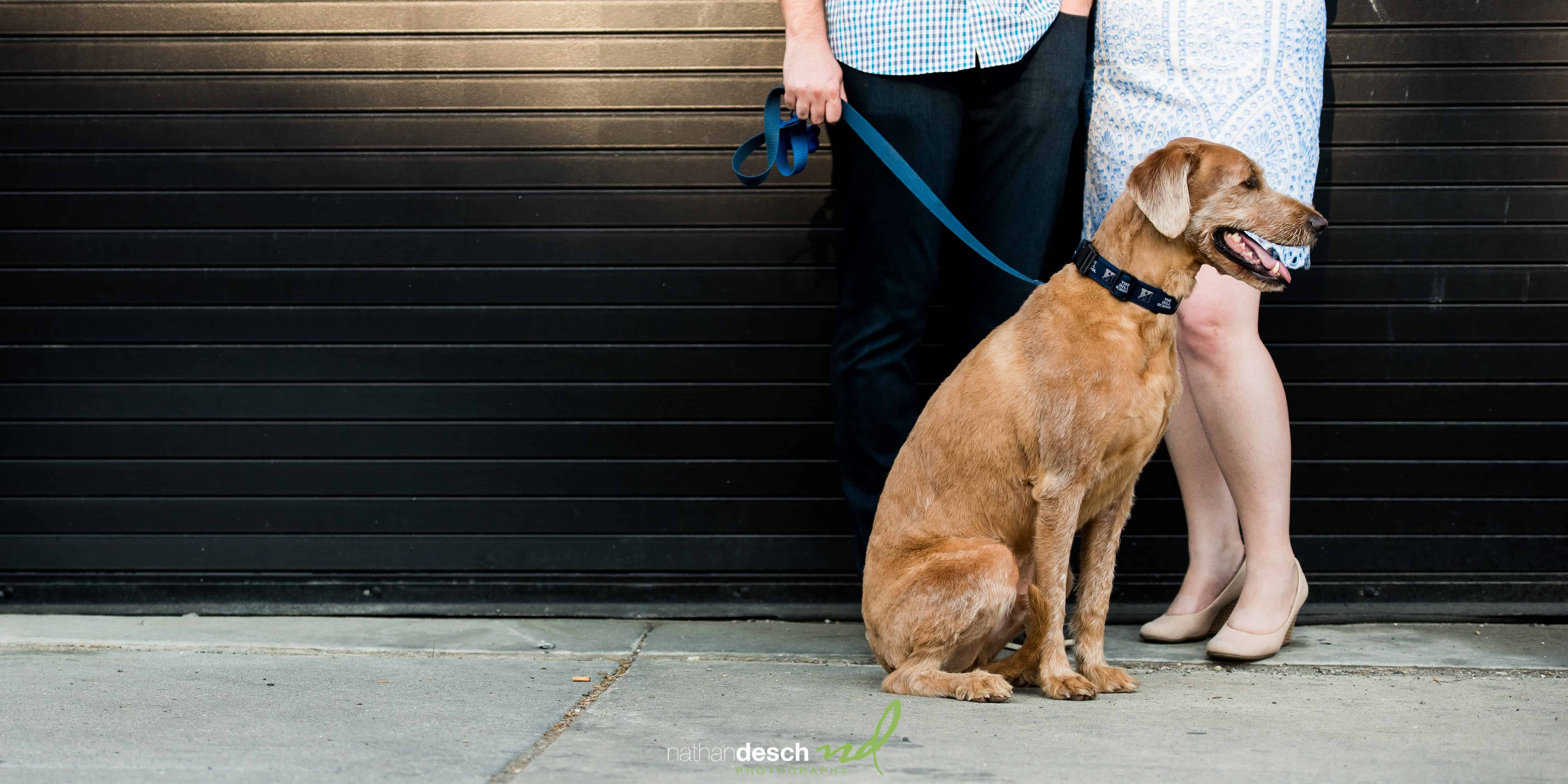 Dog engagement pictures in DC