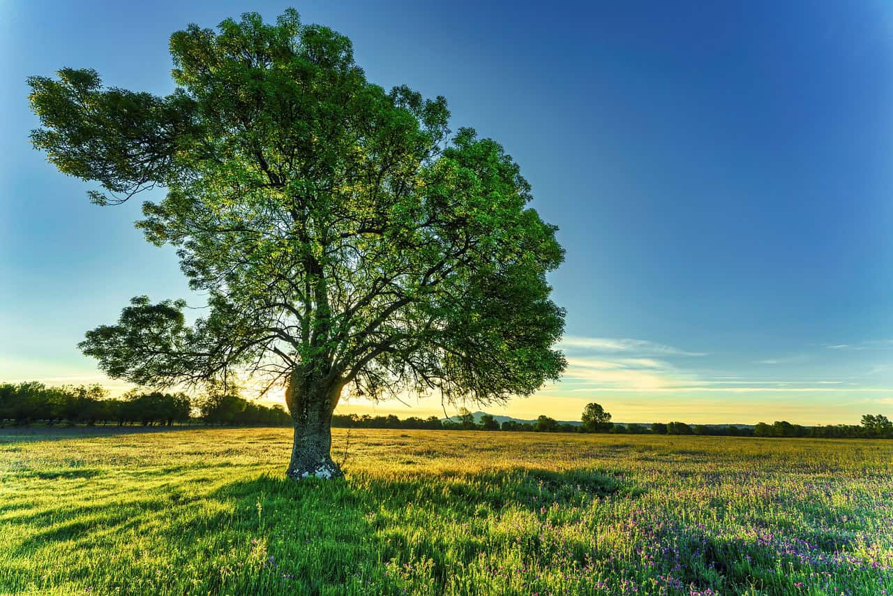 Solitary tree standing in a sunlit meadow, surrounded by lush grass and wildflowers under a clear blue sky.