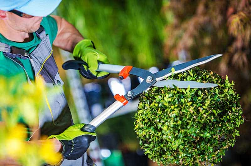 landscaping lawn care services