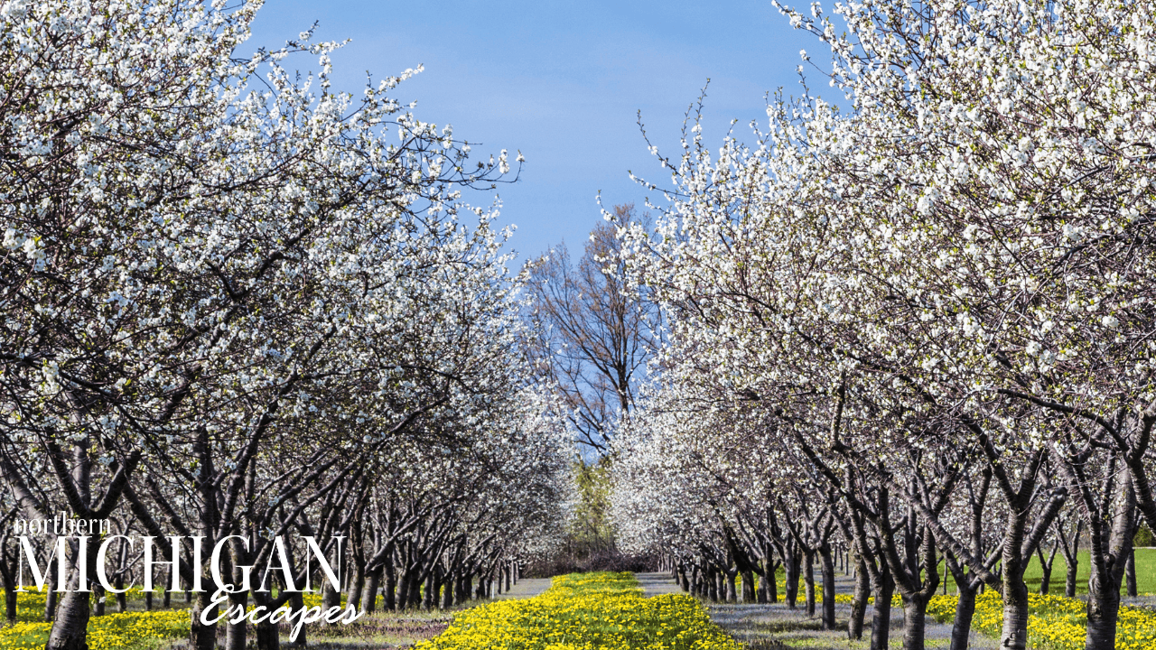 picture of trees in traverse city Michigan