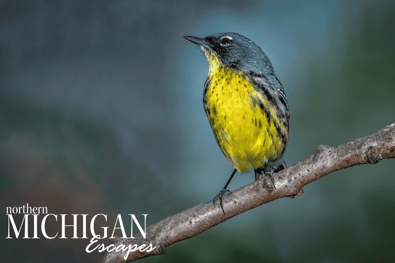 Kirtland’s Warbler Bird Watching in northern michigan