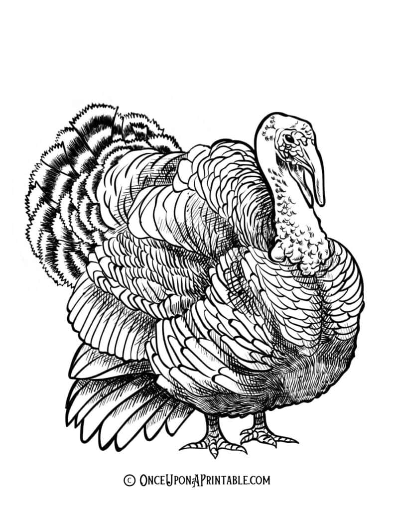 Thanksgiving Thankful turkey craft for kids kindergarten to middle school, color vintage version and coloring pages with feathers to match.