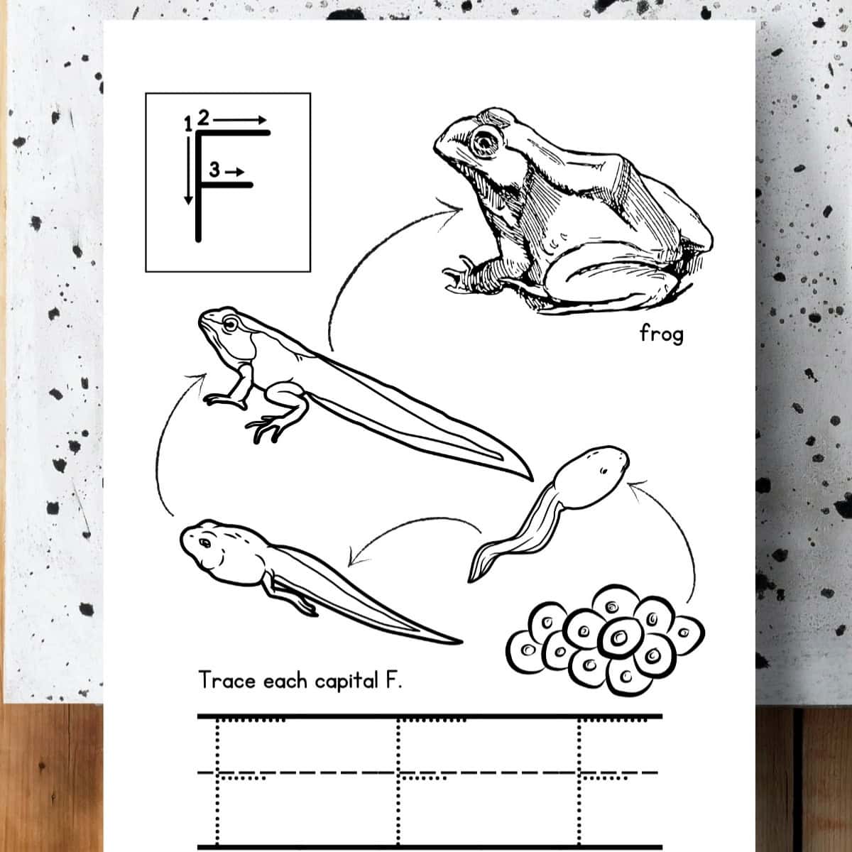F is for Frog word tracing worksheet with the life cycle of a frog and capital F practice.