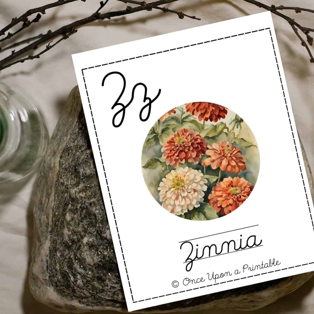 North American wildflower, native, Zinnia cursive card laying on a rock.