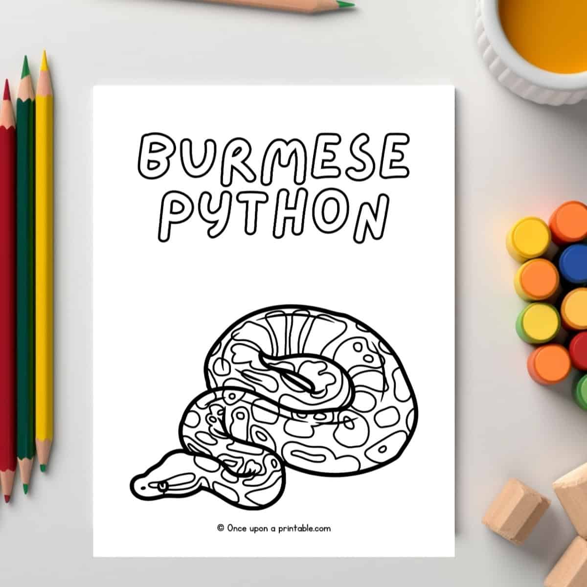 Letter "b" animal coloring page Burmese python laying on a white table with paints and pencils.