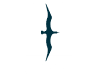 Optimist'