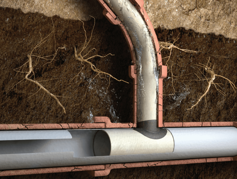 A cutaway illustration shows tree roots infiltrating and damaging underground pipes, causing leaks where the roots have broken through the pipe joints—highlighting the need for sewer and drain repair. Soil and pipe sections are visible.