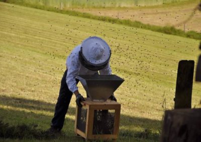 Schwärmerei – Bio Imkerei Schartlmüller