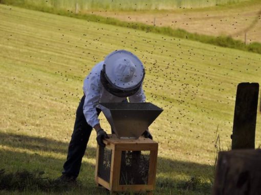 Schwärmerei – Bio Imkerei Schartlmüller